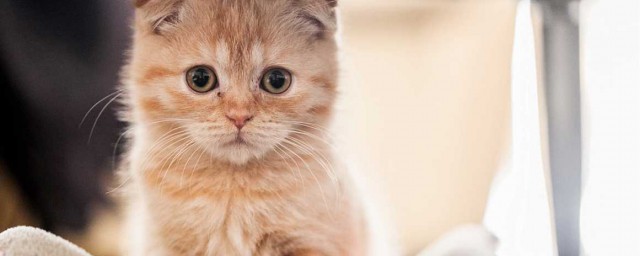 猫便秘怎样办 猫便秘了解决技巧
