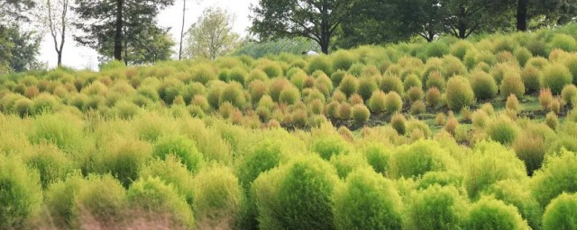 地肤的种植方法 地肤种植方法