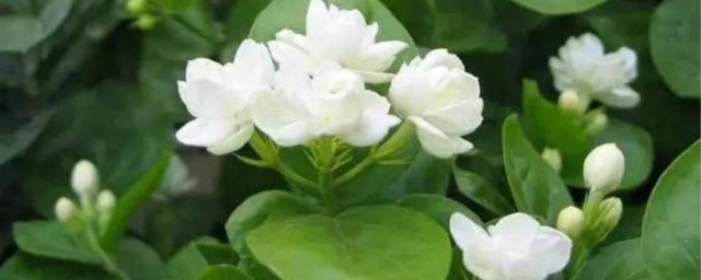 茉莉花繁殖方法 怎样繁殖茉莉花