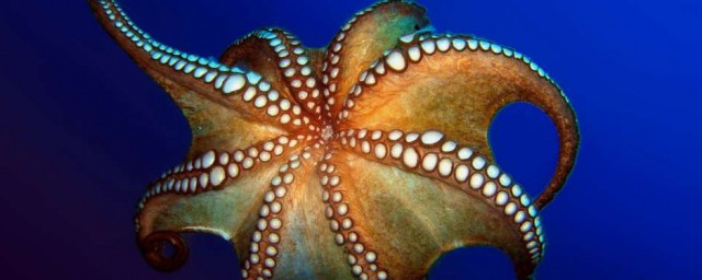 十大海洋神奇生物 十大海洋神奇生物简介