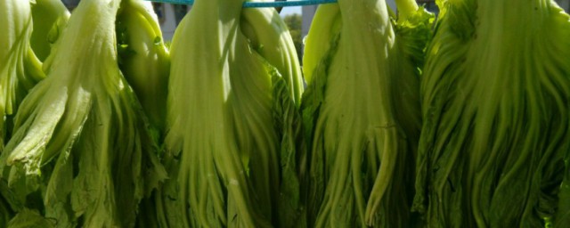 新鲜的芥菜疙瘩怎样储存到冬天 新鲜的芥菜如何保存