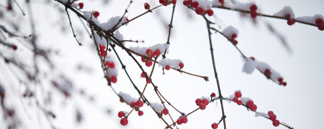 傲雪是什么意思 傲雪的解释