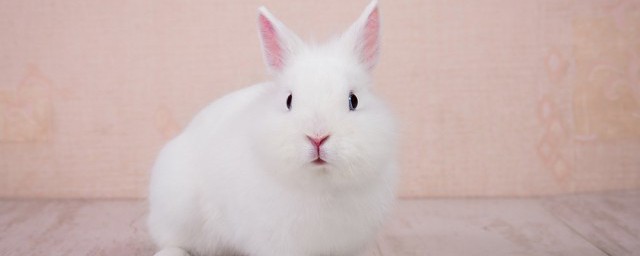 兔子不拉屎是什么原因 兔子不拉屎怎么办