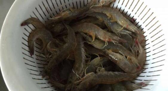 糟虾的做法