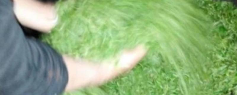炒茶叶怎么炒