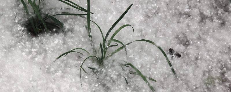 杨絮怎么处理