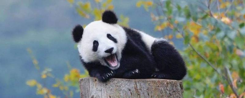 濒危动物有哪些
