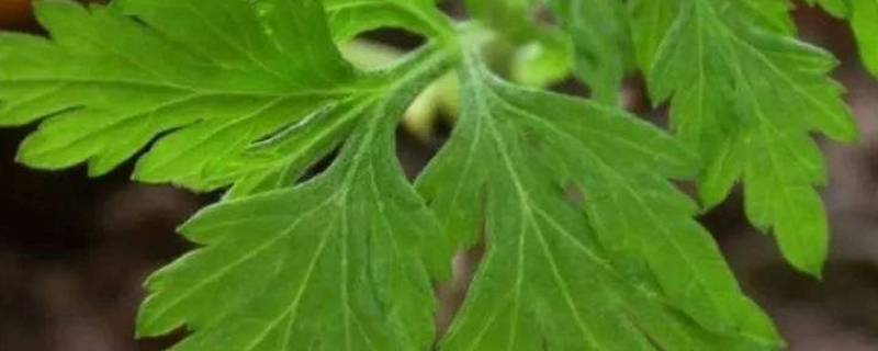 艾草驱蚊吗