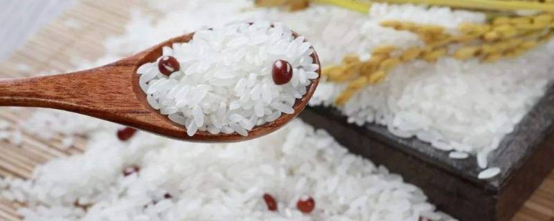 大米里生白色虫子怎么办