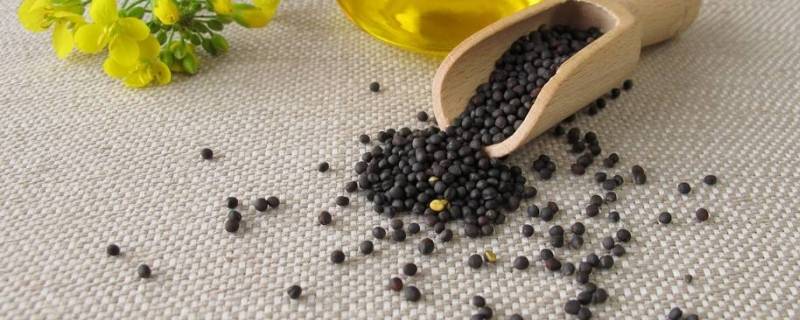 油菜籽发霉怎么处理