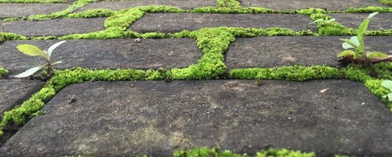 露天水泥地青苔小秘诀