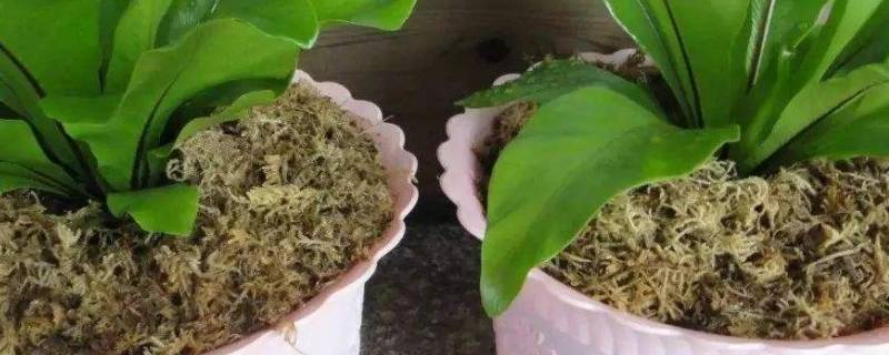 干水苔能用开水消毒吗