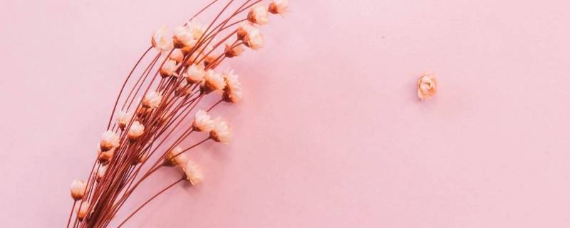 干花发霉了该怎样拯救