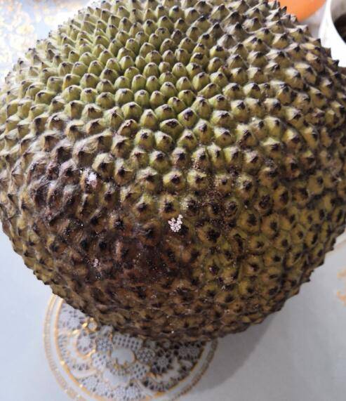 菠萝蜜怎么剥不粘手
