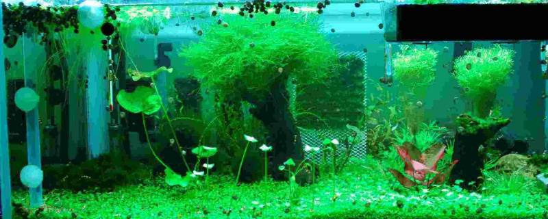 鱼缸起青苔的解决方法