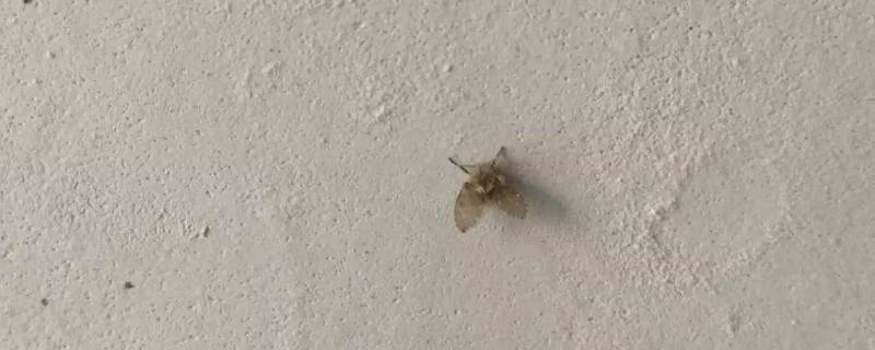 家里开灯有很多小飞虫如何办
