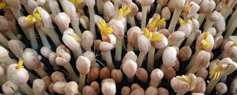 花生芽炒多久能熟