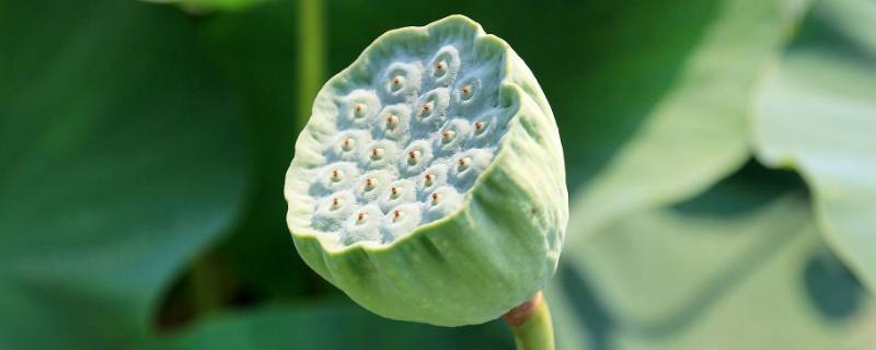 新鲜莲蓬要怎样保存