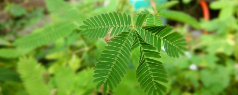 含羞草的特点