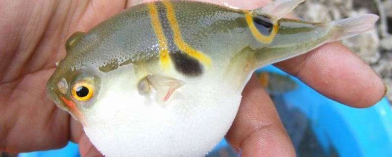 河豚哪里有毒