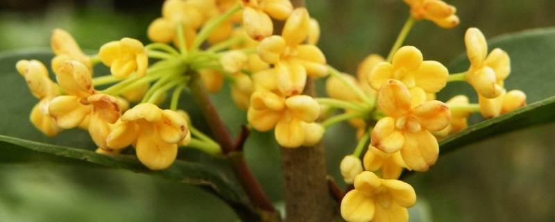 桂花怎么挑选