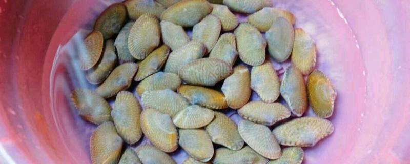 花甲如何清洗
