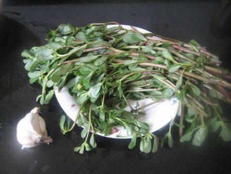 马齿笕怎么炒好吃