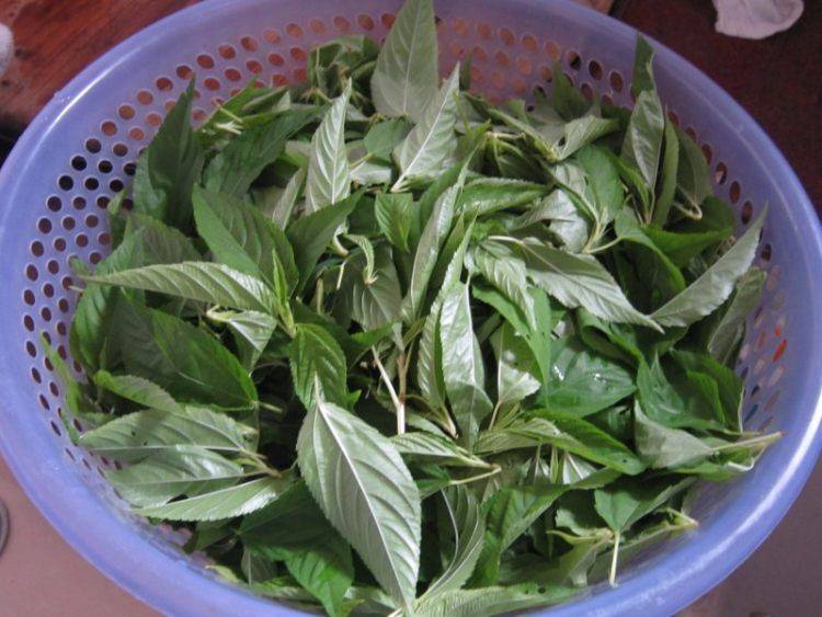 麻叶怎么炒