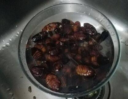 蛹怎么炒好吃