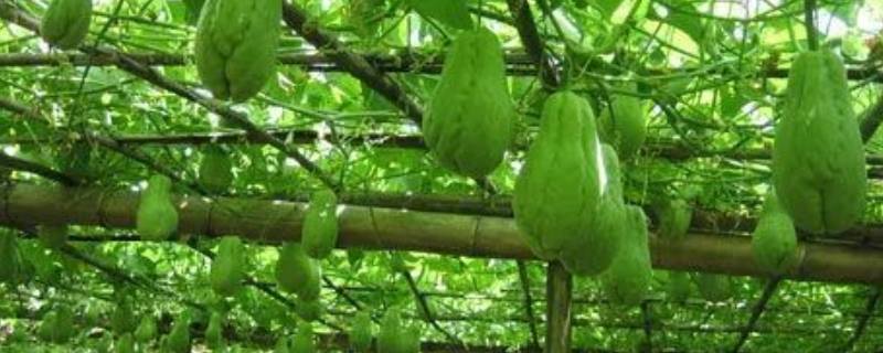 葵瓜怎样炒
