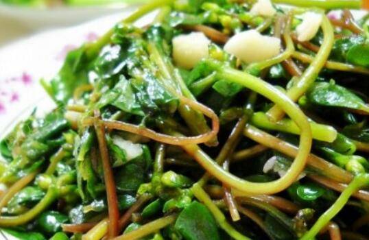 马齿苋怎么炒