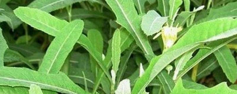 苦菜的功效与作用