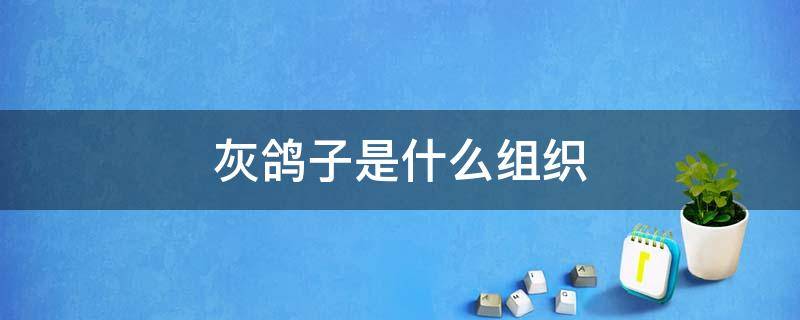 灰鸽子是什么组织
