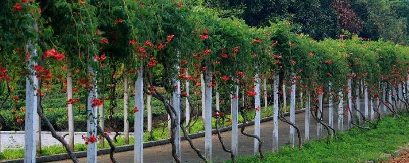 凌霄花可以泡水喝吗