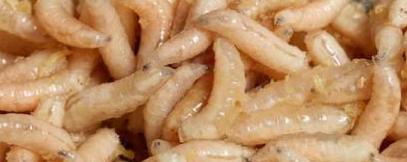 蛆虫怎么彻底消除