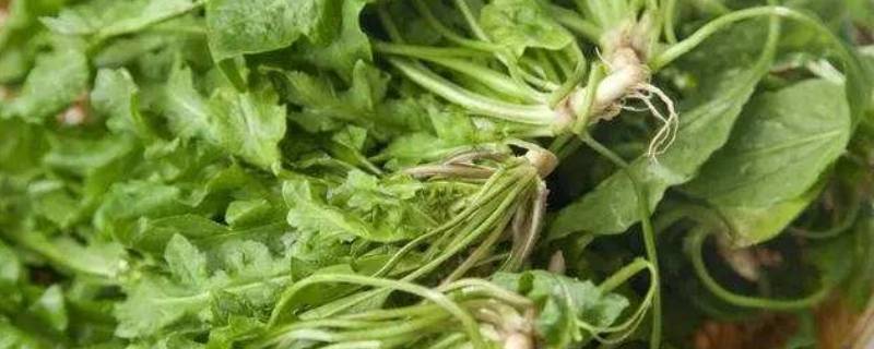 吃荠菜的忌讳
