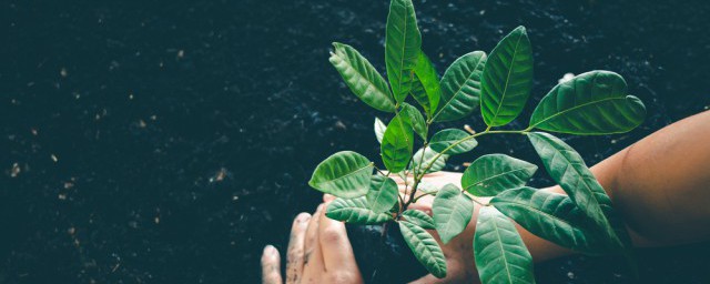 樱桃树苗如何种 樱桃树苗种植办法