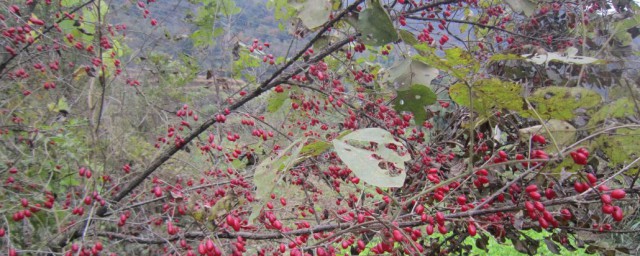 茱萸寓意是什么意思 茱萸有什么寓意