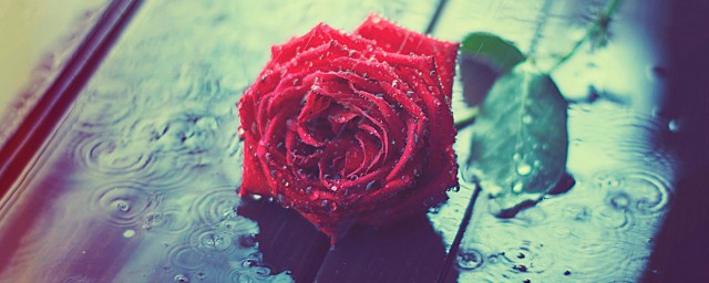 玫瑰花的意义 玫瑰花的意义介绍