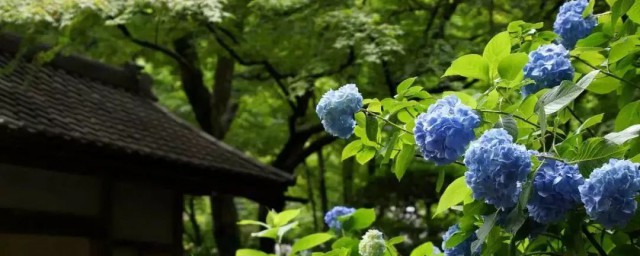 绣球花寓意和象征意义 绣球花寓意和象征意义介绍