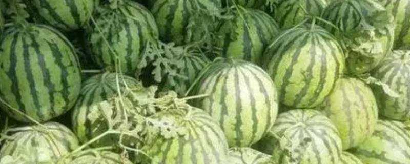 河南产什么水果
