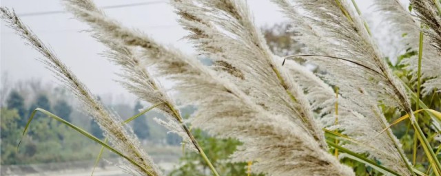 芦苇和芒草有什么区别 芦苇和芒草区别在哪