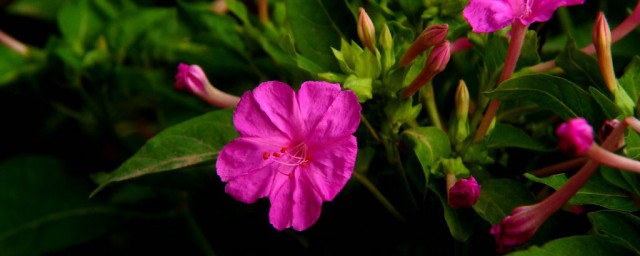 夜来香什么季节开花 夜来香开花季节