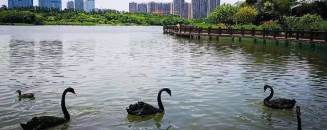 厦门五缘湾湿地公园有什么好玩的 厦门五缘湾湿地公园简介