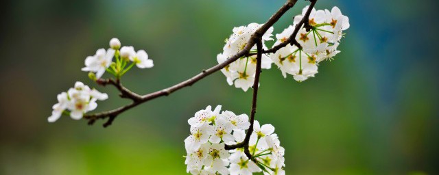 四个季节怎么划分 四季划分技巧