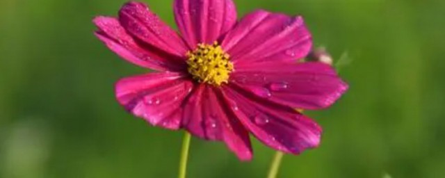 波斯菊和格桑花是一种花吗 波斯菊和格桑花是不是一种花