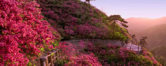 待到山花烂漫时下一句是什么 待到山花烂漫时原文介绍