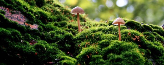 地上的青苔怎么快速清除 地上的青苔清除技巧