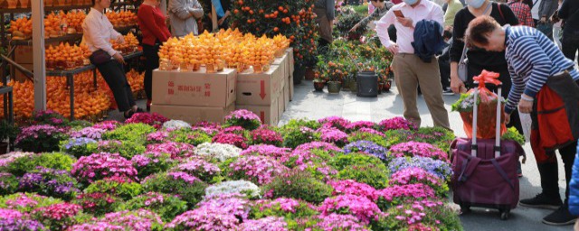 教师节送什么花最适合 最适合送给老师的花