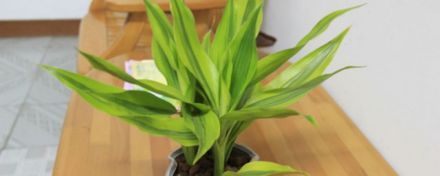 适合办公室养的植物有哪些 适合办公室养的植物介绍